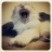 Lindsey Avatar